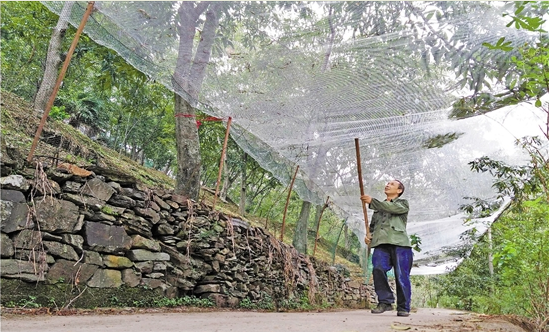 這顆&ldquo;搖錢樹&rdquo;怎么了？