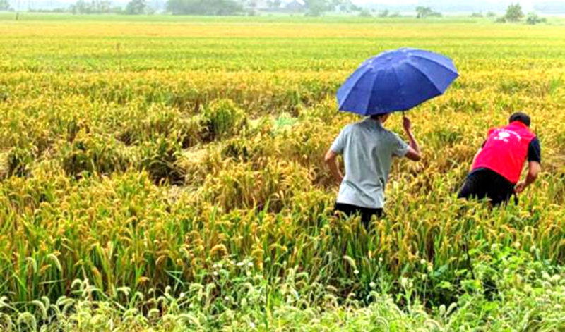 惠多利黨員農(nóng)技服務(wù)隊指導(dǎo)稻農(nóng)科學施肥