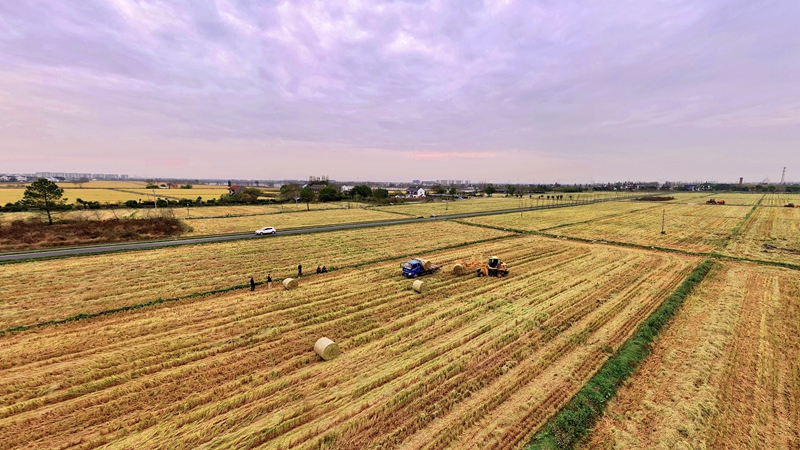 機(jī)收機(jī)種機(jī)管 共享共富共贏 浙農(nóng)耘糧油未來農(nóng)場(chǎng)&ldquo;三夏&rdquo;生產(chǎn)科技感十足