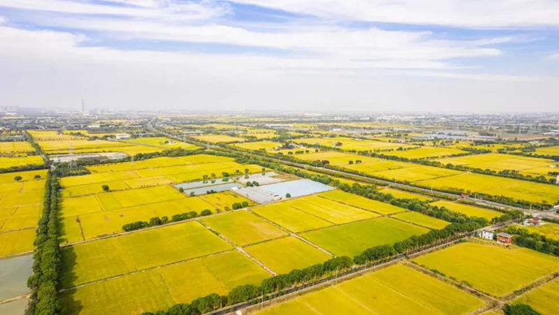 AI賦能春耕生產  海寧馬橋萬畝方項目獲《新聞聯播》報道